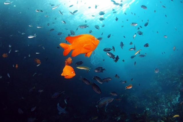 peces de mexico